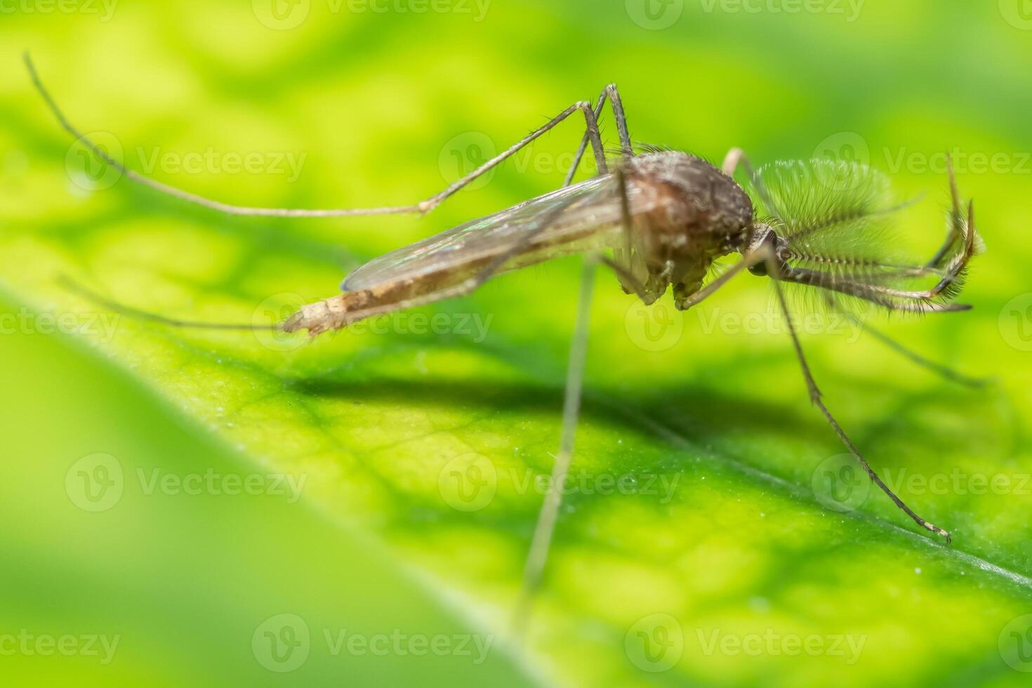 Nahaufnahme von Chironomid foto