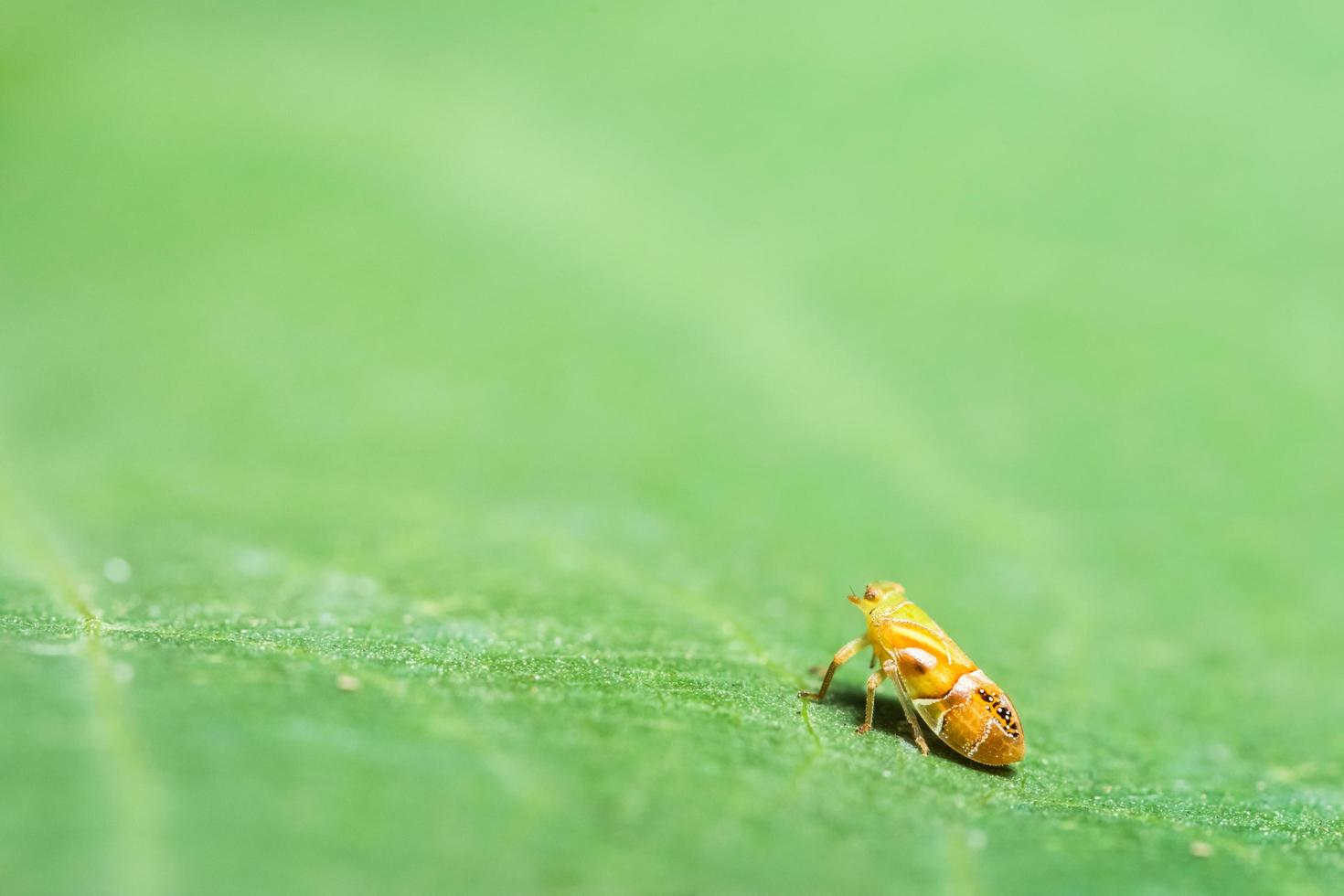 Leafhopper Insekt kreuzt Blatt foto