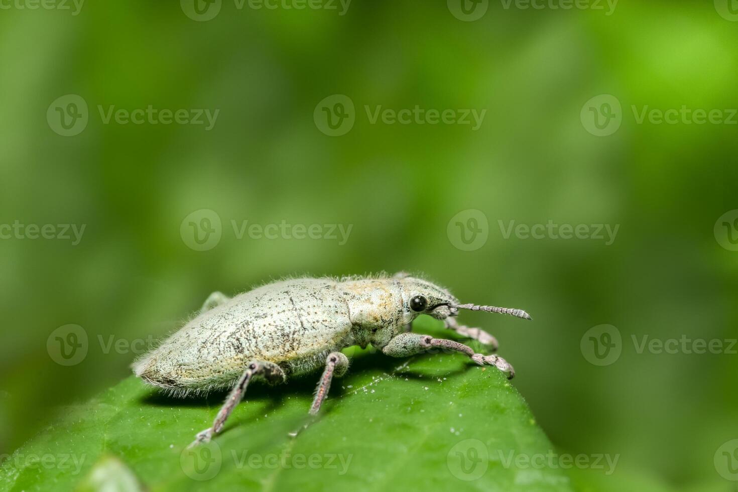 grüner Rüsselkäfer in der Natur foto