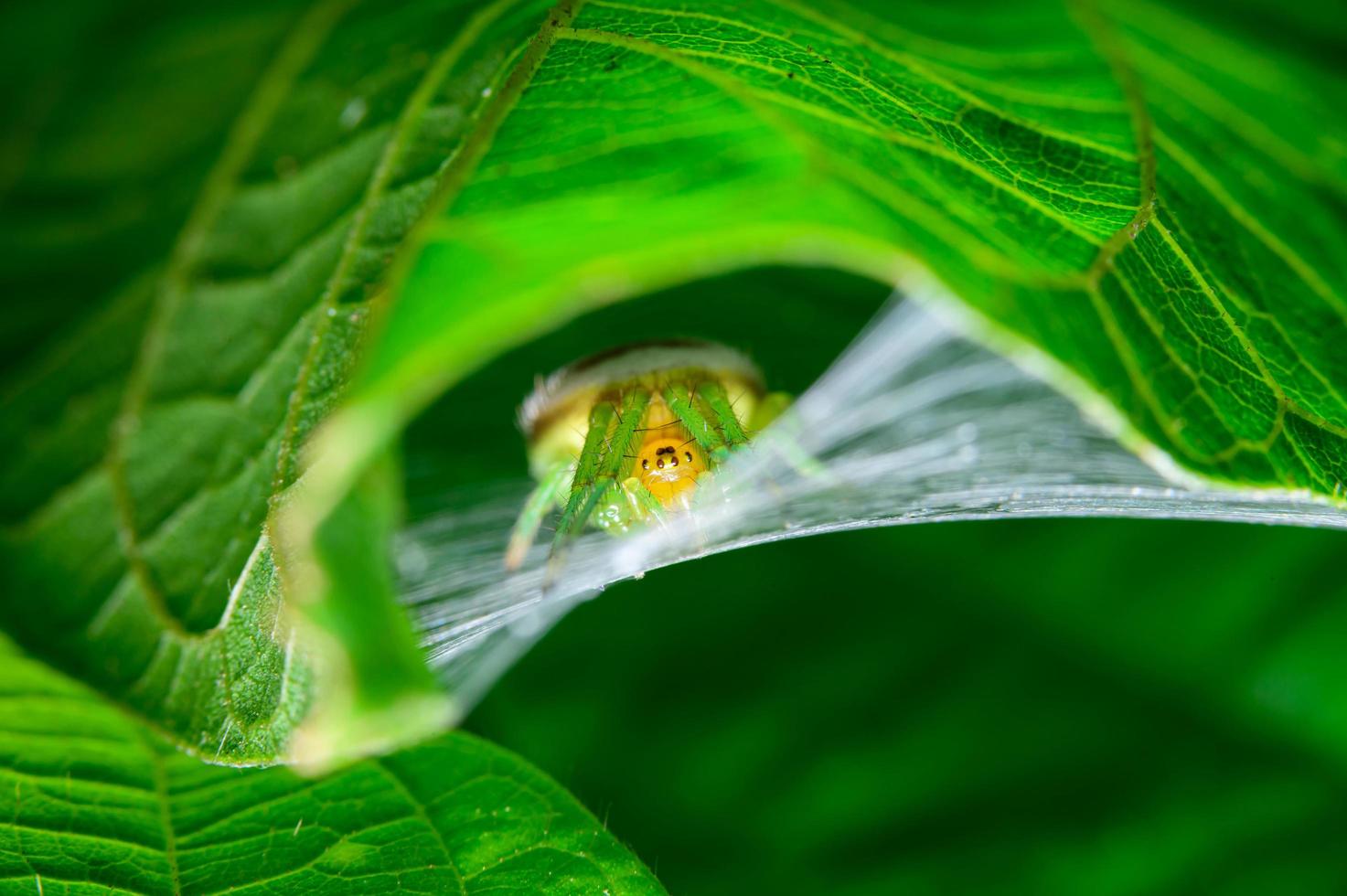 Spinne unter einem Blatt foto