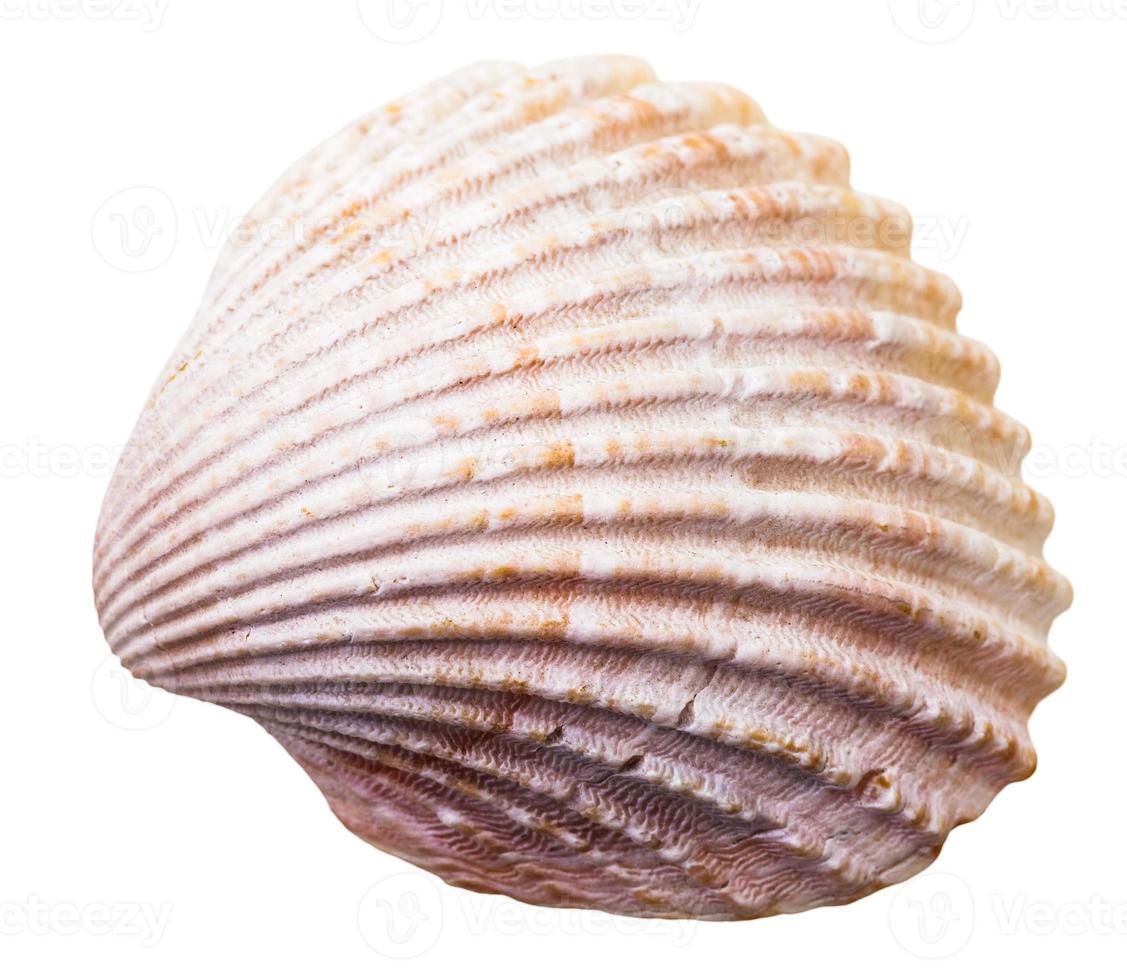 Sea Clam Mollusk Shell isoliert auf weiss foto