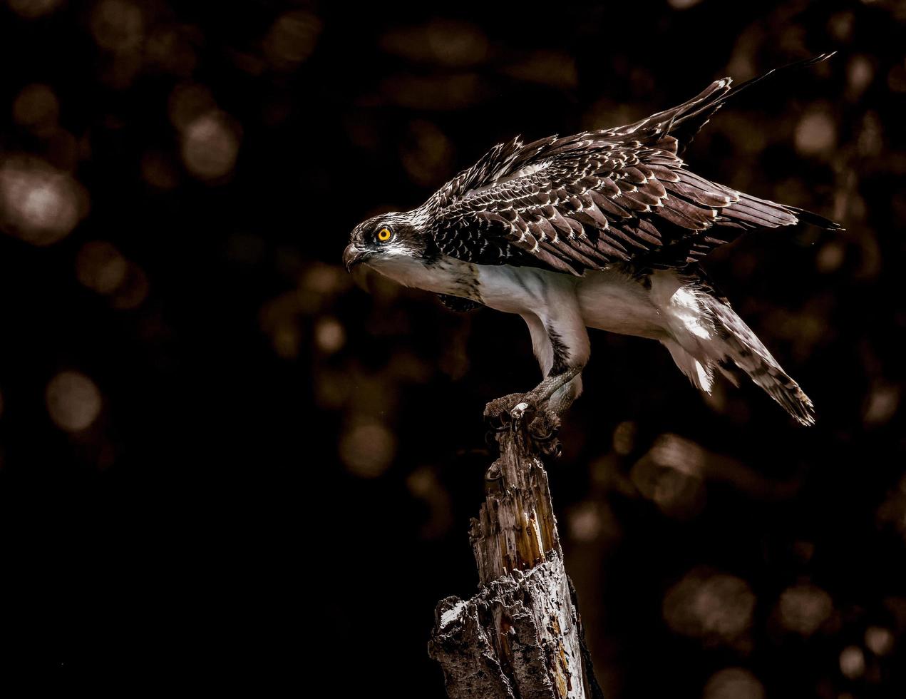 Falke thront auf Baum foto