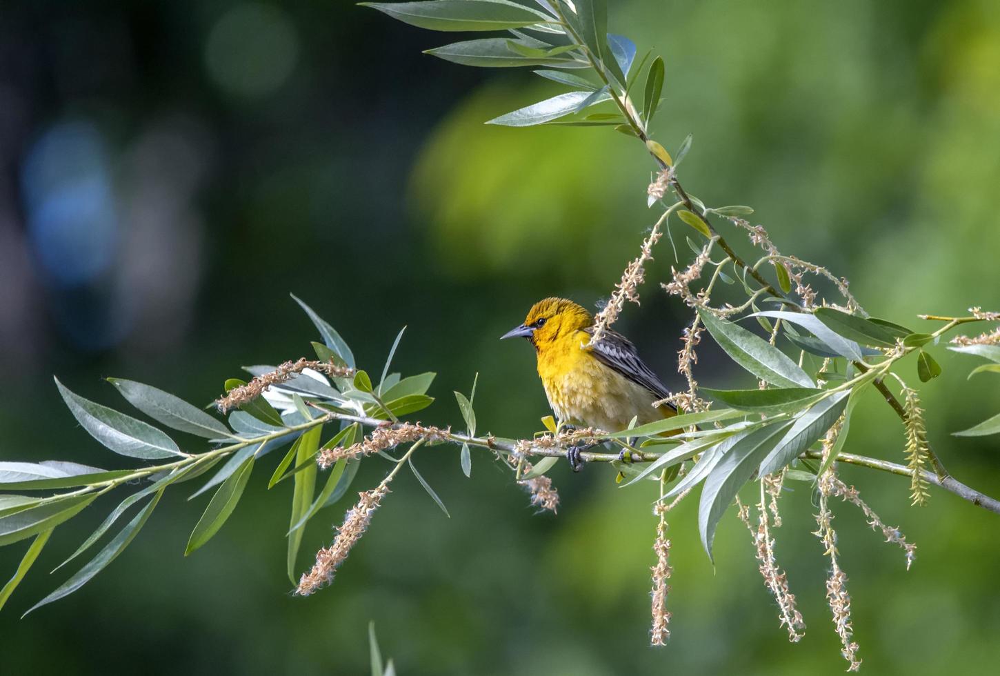 Vogel thront auf Ast foto