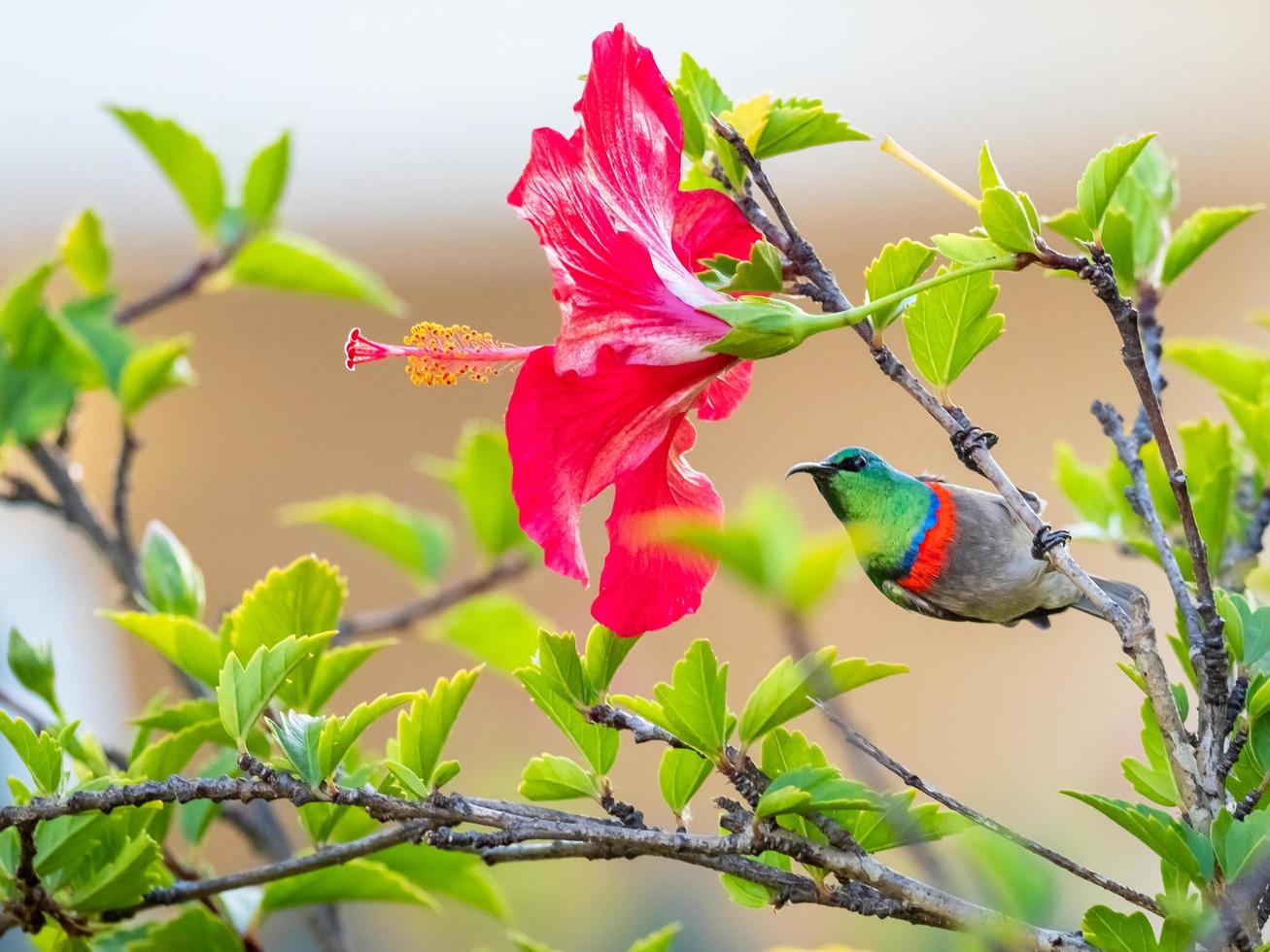 Südlicher Doppelhals-Sonnenvogel auf Hibiskusbaum foto