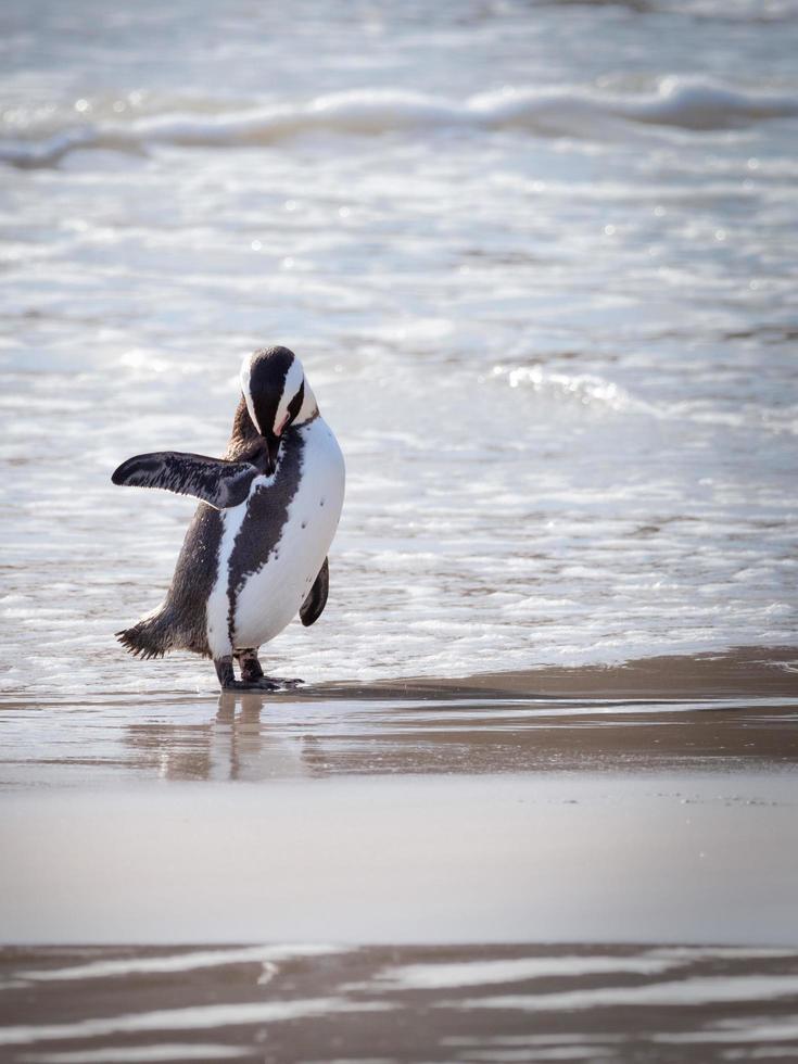 Pinguin am Ufer foto