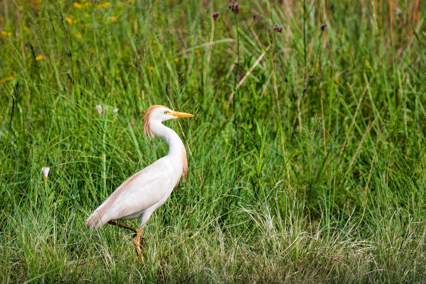 weißer Reihervogel foto