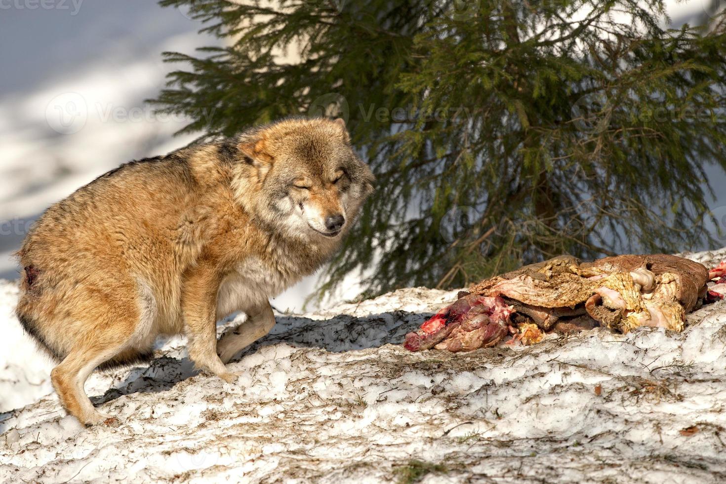 Wolf frisst im Schnee foto