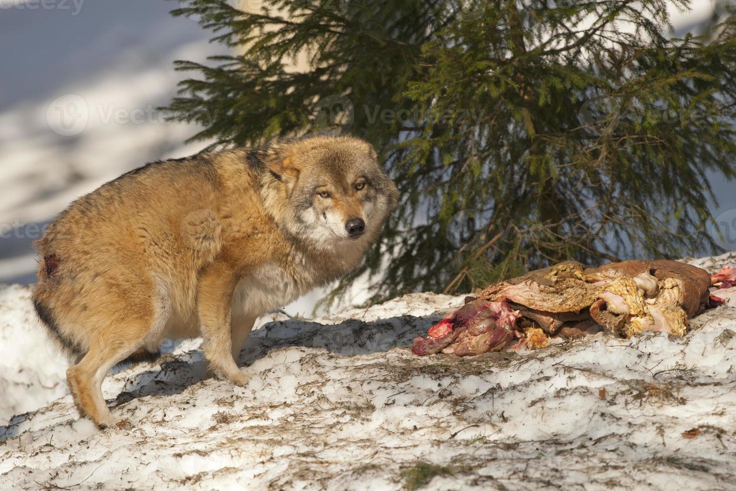 Wolf frisst im Schnee foto