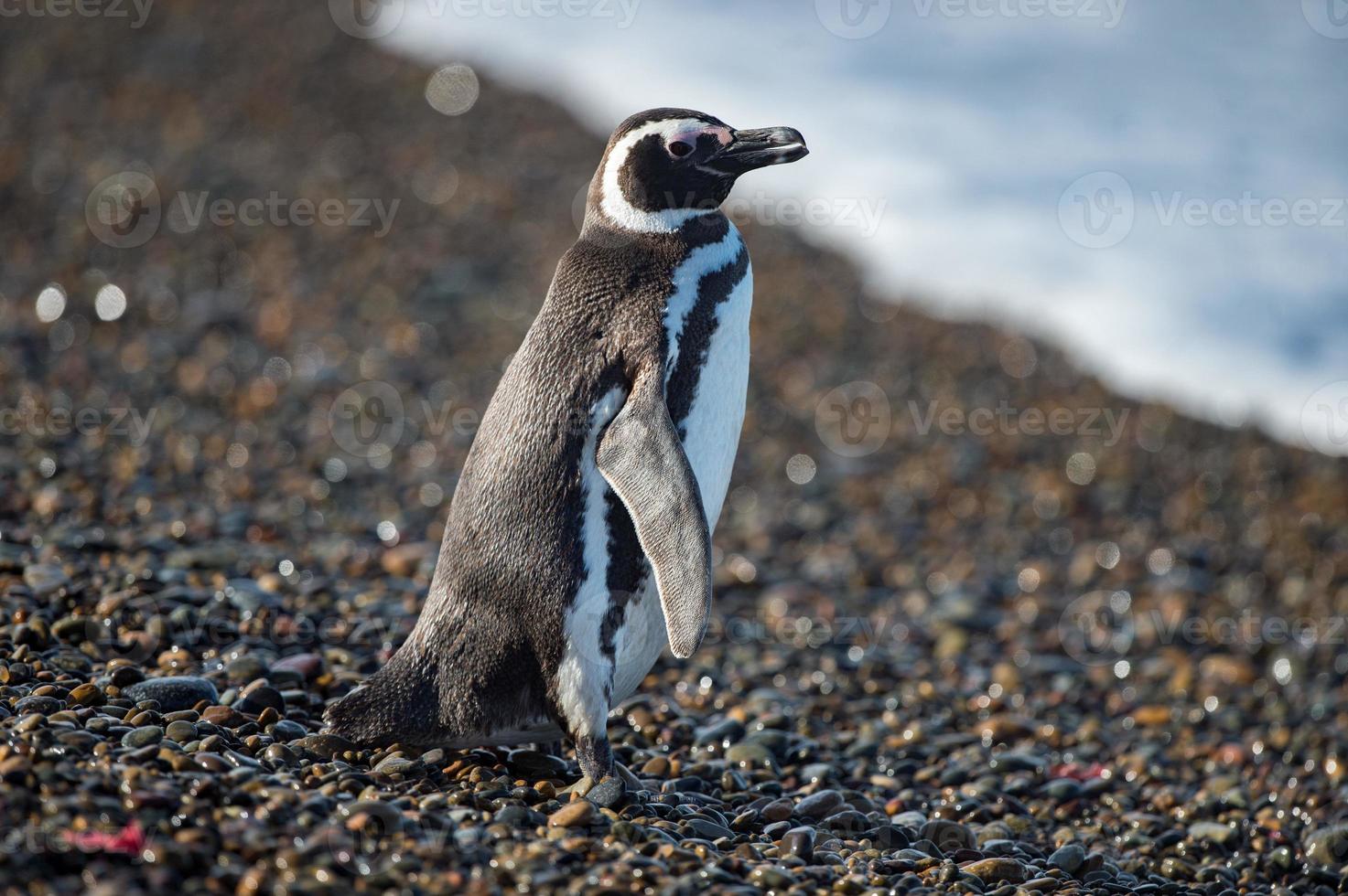 Patagonia Pinguin Nahaufnahme Porträt foto