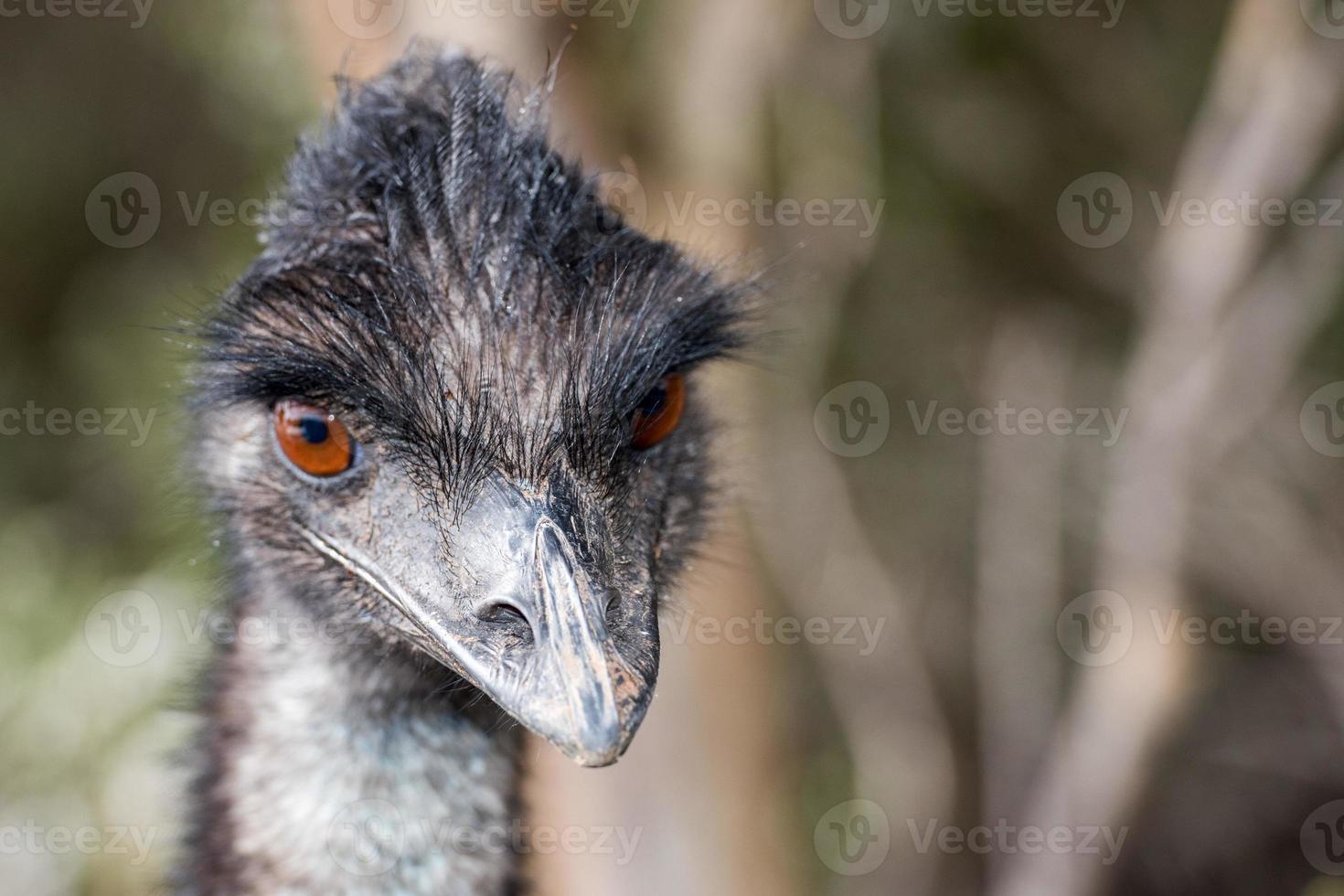 wildes Emu-Nahaufnahmeporträt foto