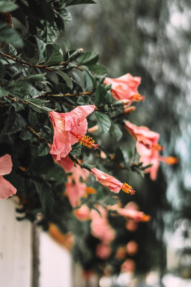 Reihe von rosa Hibiskusblüten foto