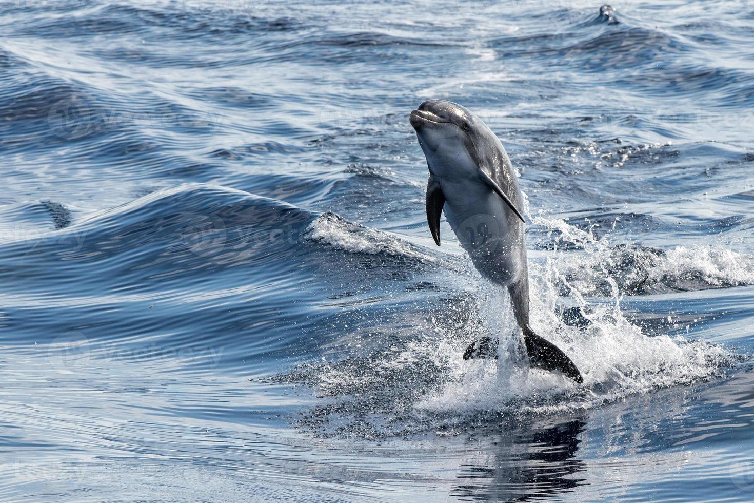 Gewöhnlicher Delphin, der außerhalb des Ozeans springt foto