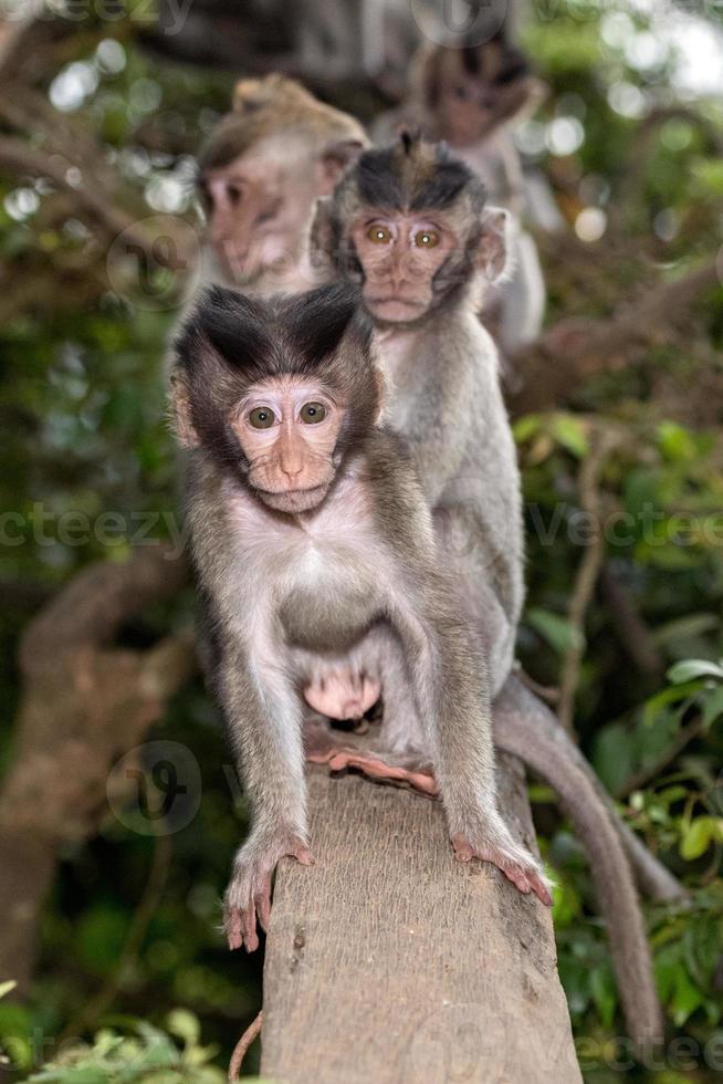 Baby Neugeborene Indonesien Makaken Affen Nahaufnahme Porträt foto