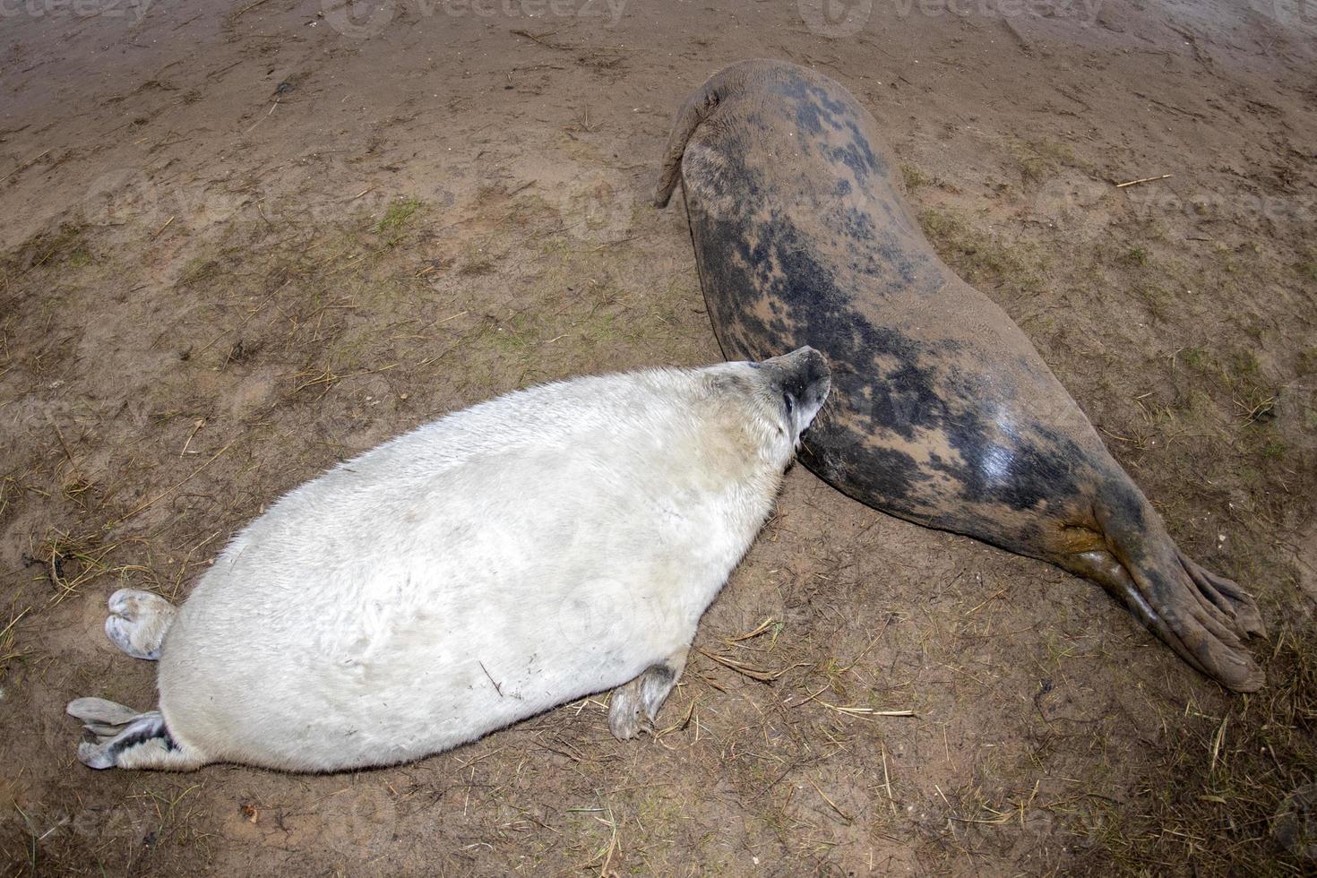 neugeborene weiße Kegelrobbe, die sich am Strand von Donna Nook, Lincolnshire, entspannt foto