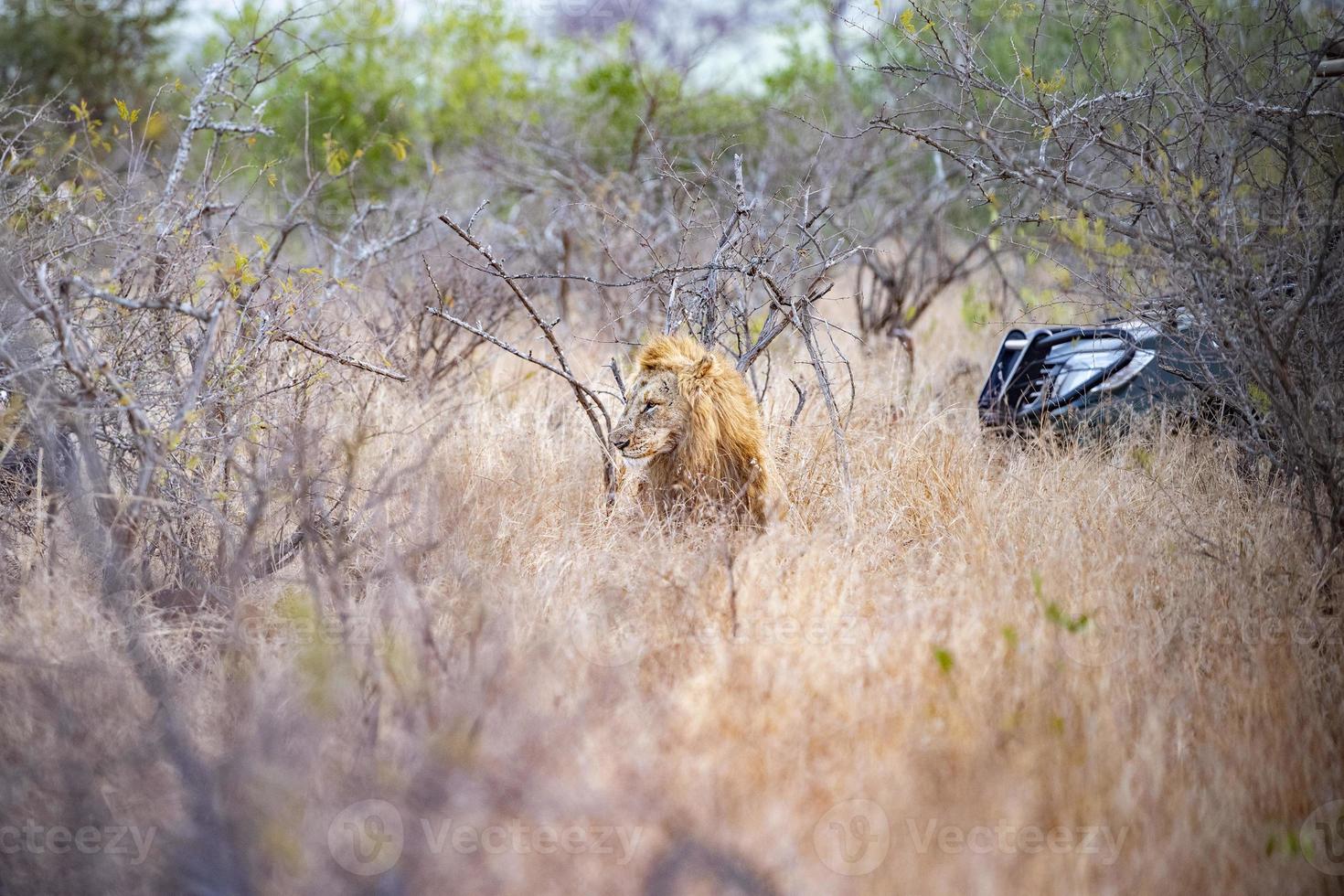 Verwundeter männlicher Löwe im Krüger Park Südafrika mit einem Safari-Jeep foto