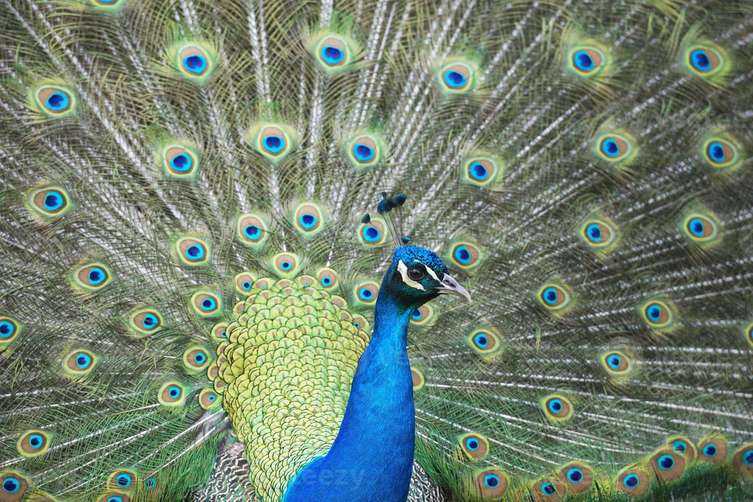 pfau vogel wunderbare feder offenes rad porträt foto