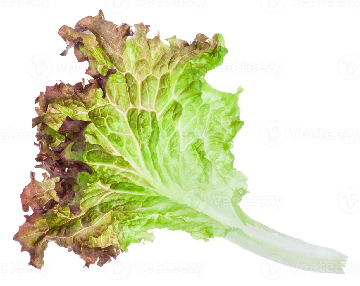 frisches blatt von lollo rosso salat isoliert foto