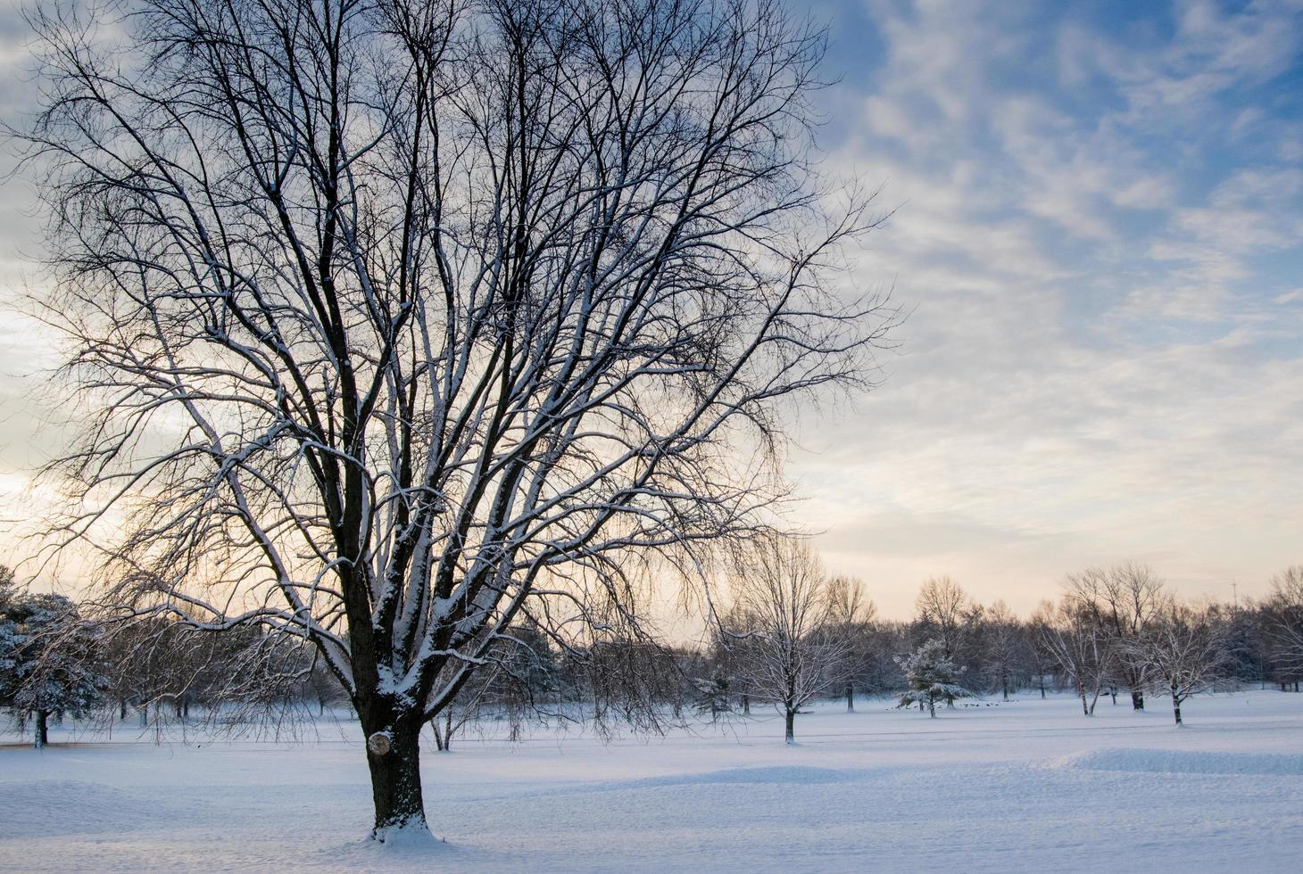 Baum mit Schnee bedeckt foto