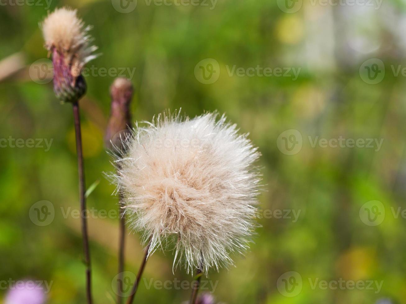 Blütenkopf mit Fallschirmsamen foto