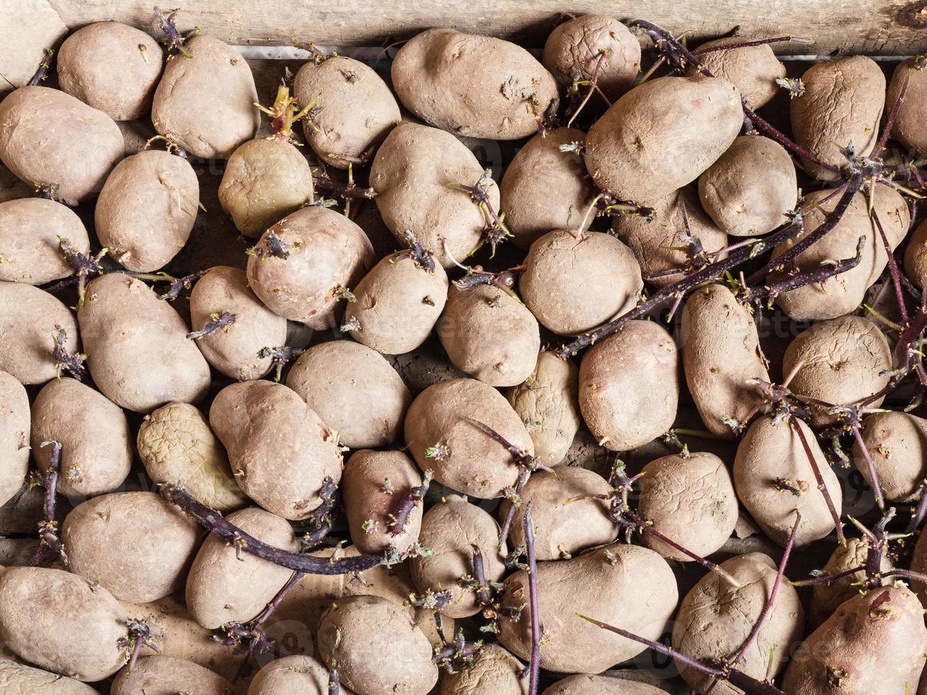 Bio-Pflanzkartoffeln in Holzkiste foto