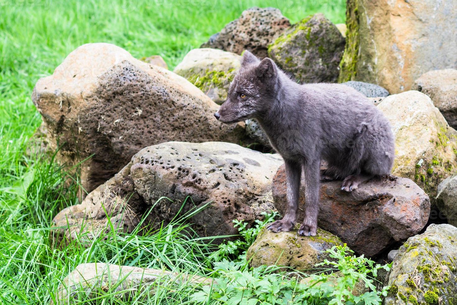 Polarfuchs im Laugardalur-Tal der Stadt Reykjavik foto