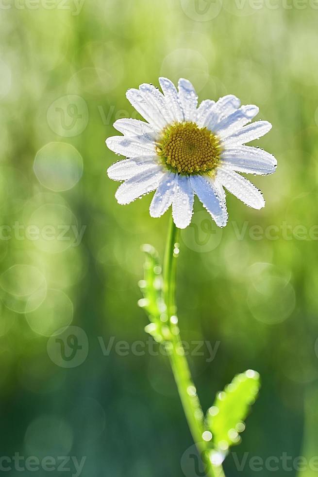 Gänseblümchen weiße Blume foto