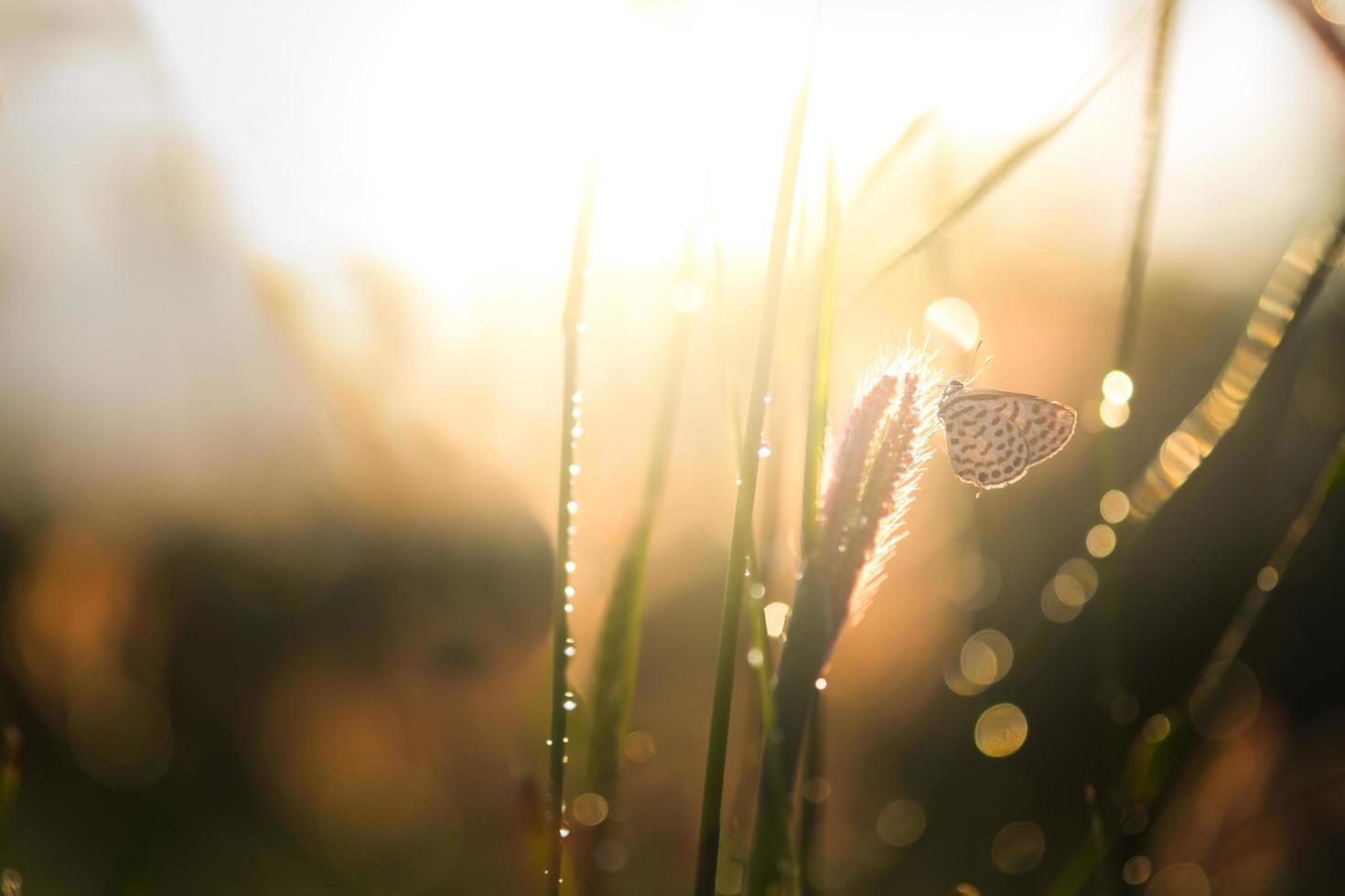 Der sonnenverwöhnte Schmetterling nähert sich dem hohen Gras foto