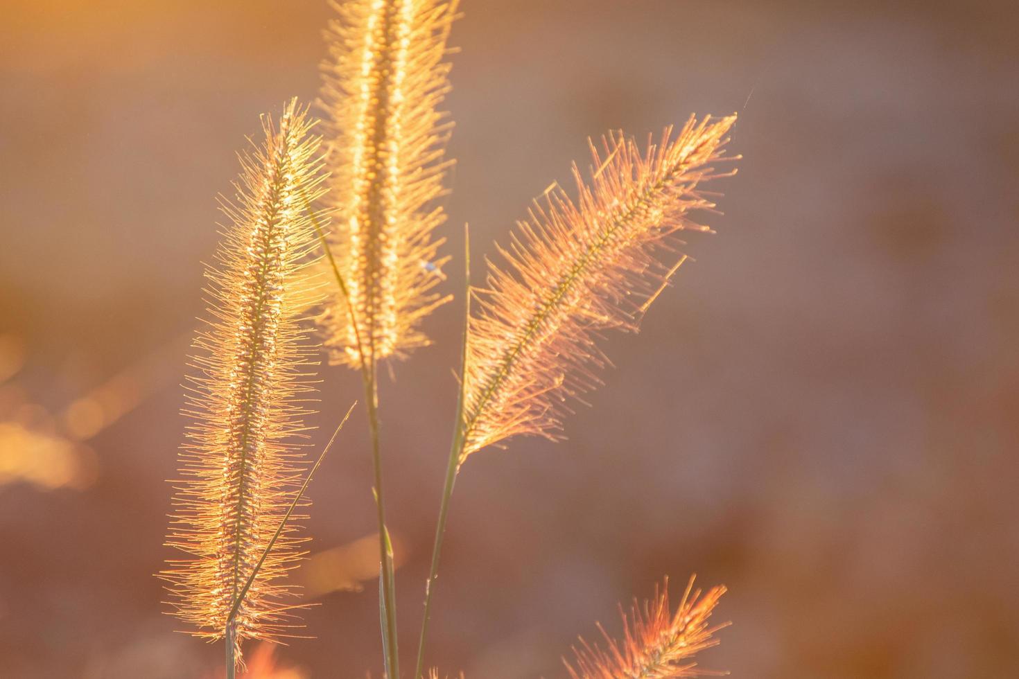 Poaceae Grasblume in den Strahlen des aufsteigenden Sonnenuntergangshintergrunds. foto