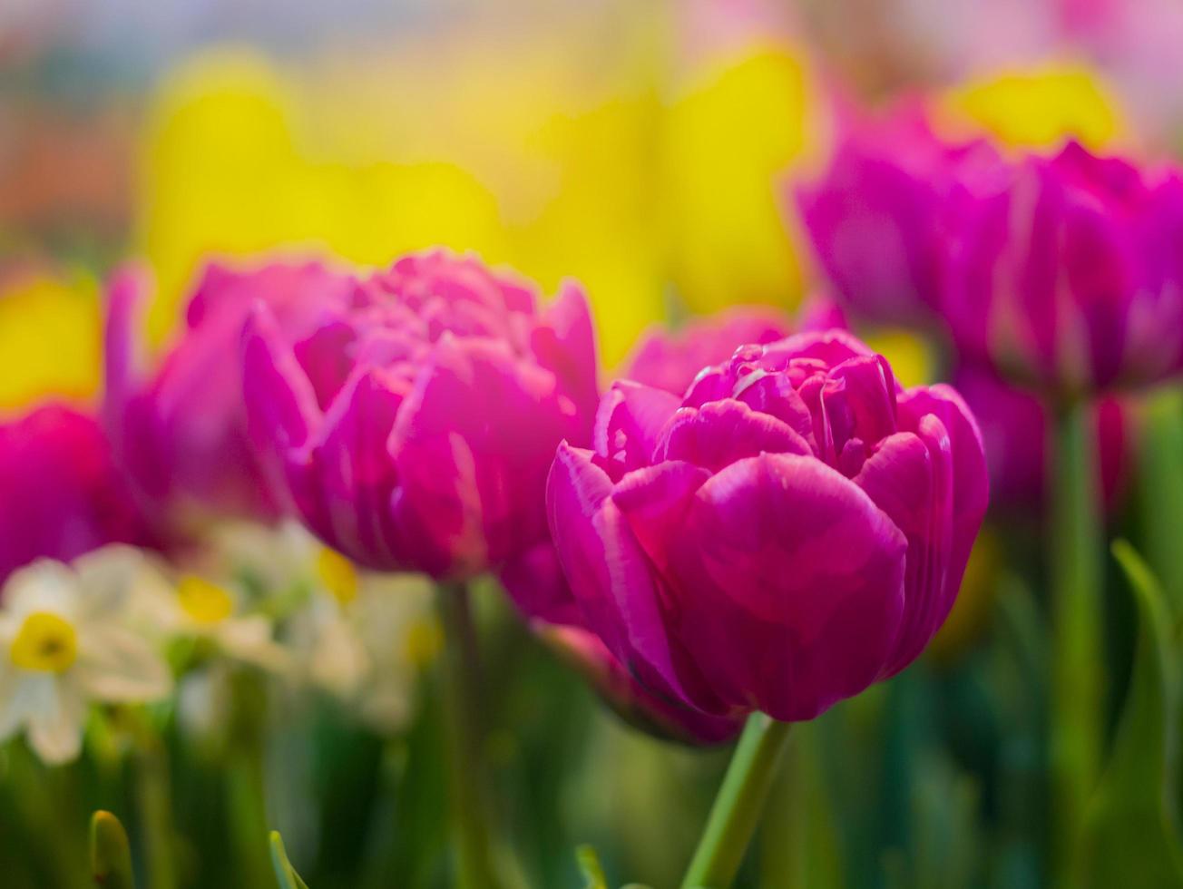 Tulpen blühen im Garten foto