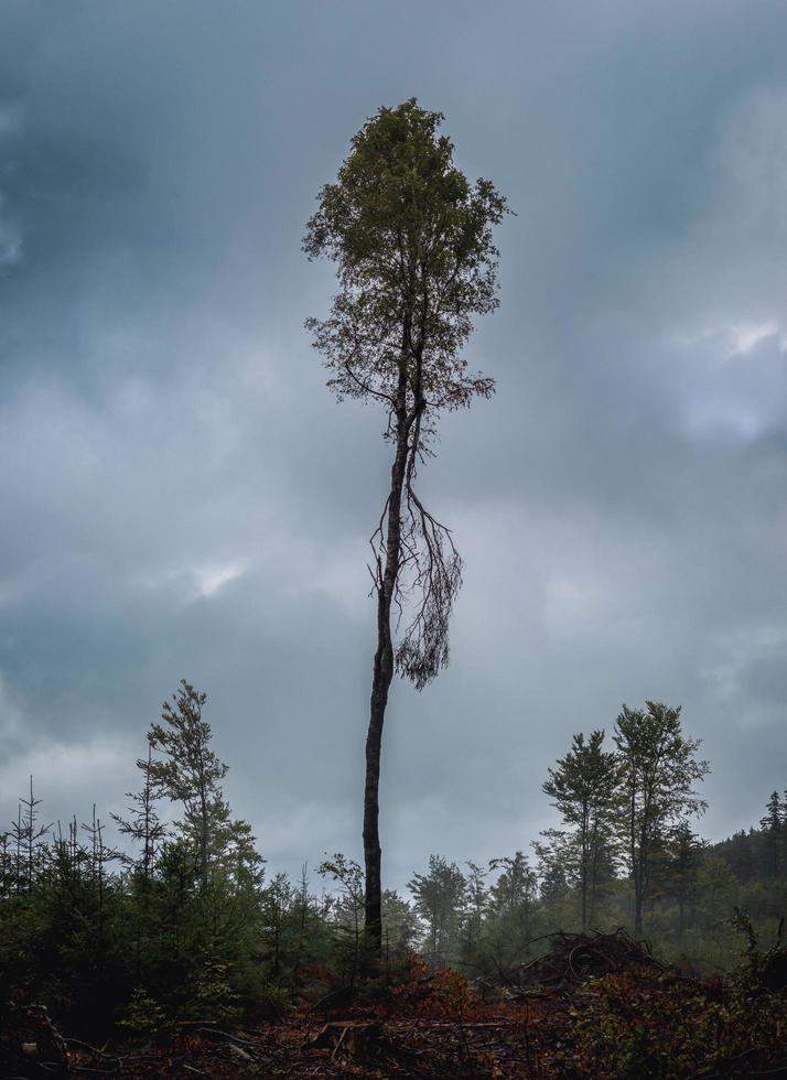 Ein einsamer Baum gegen den Himmel foto