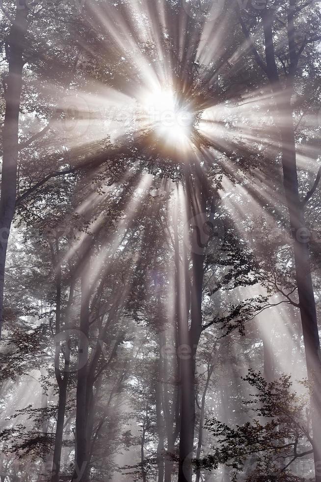 Sonnenstrahl und Wald foto