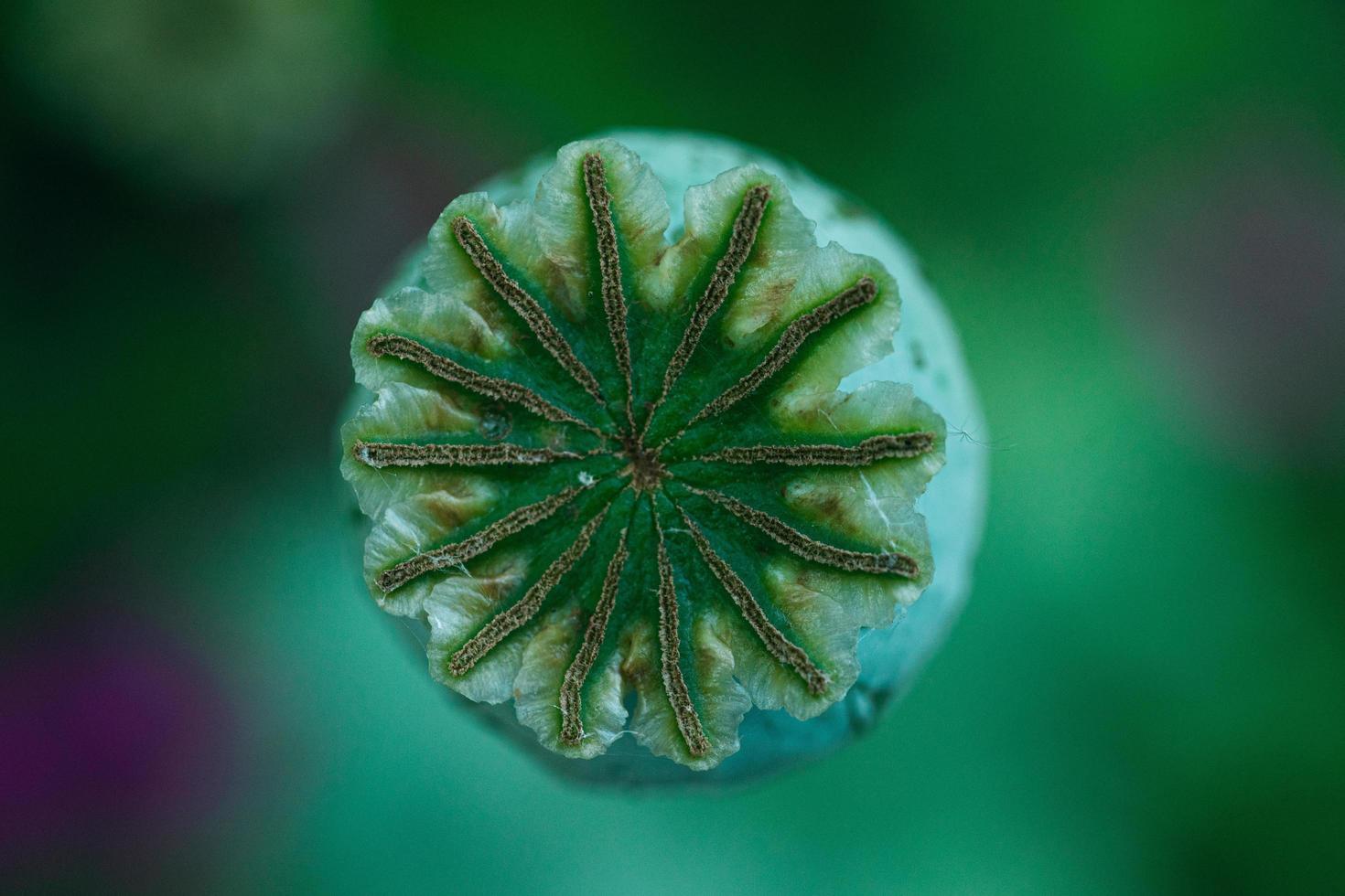 Schlafmohn, Papaver Somniferum, Samenschale foto