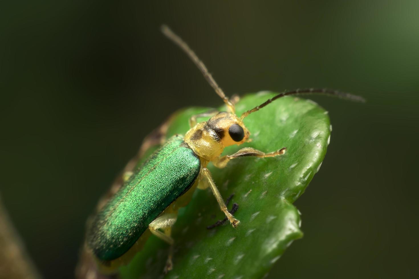 grüner Käfer auf grünem Blatthintergrund foto