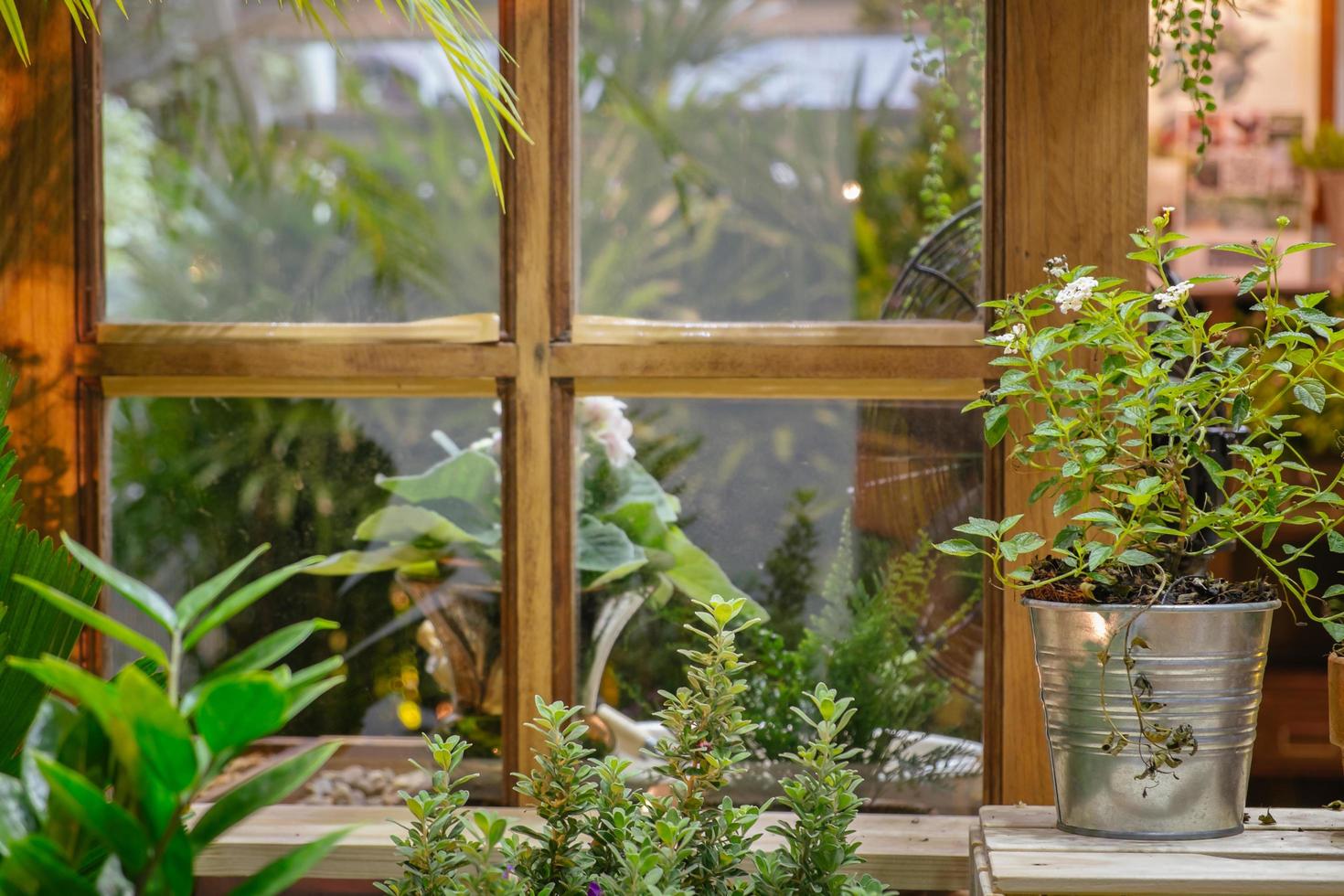 grüne Pflanzen in einem Garten mit altem Vintage Holzfenster foto