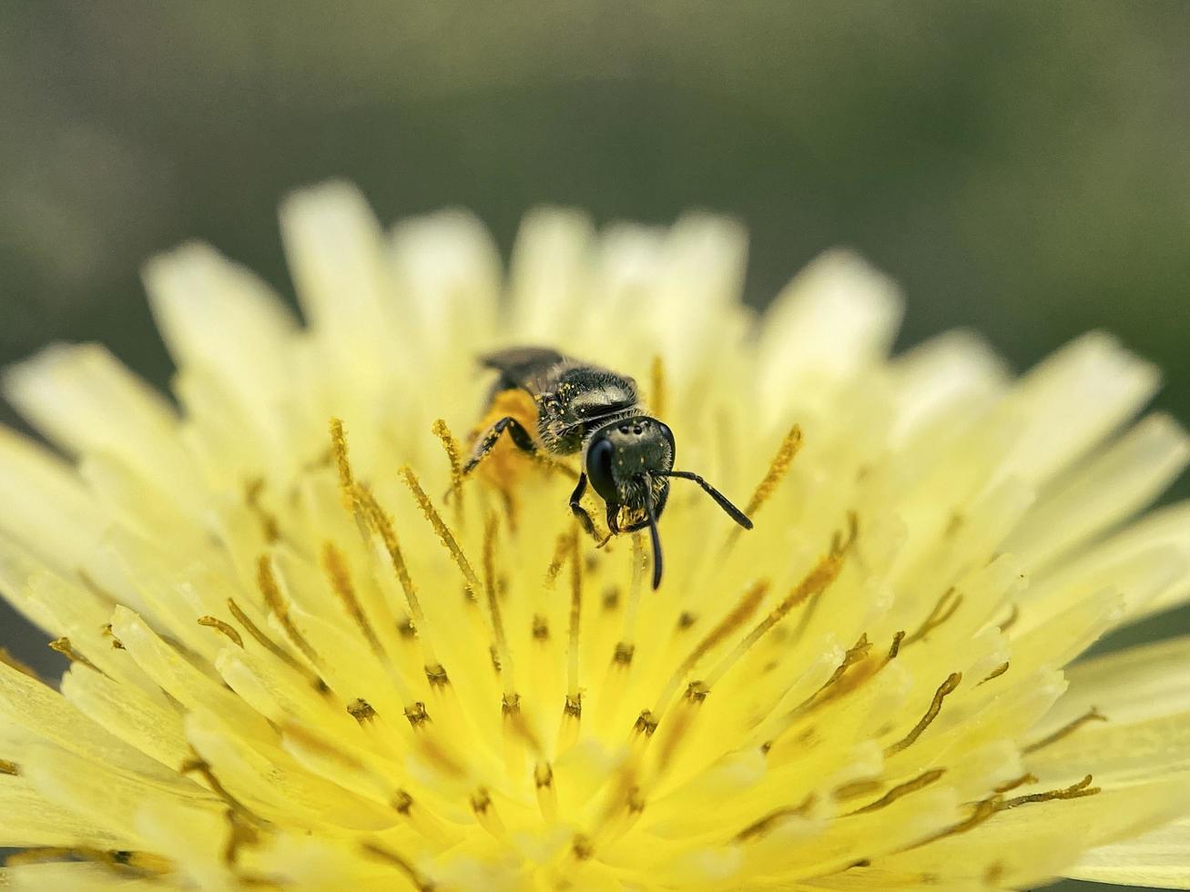 Biene, die an einer gelben Blume arbeitet foto