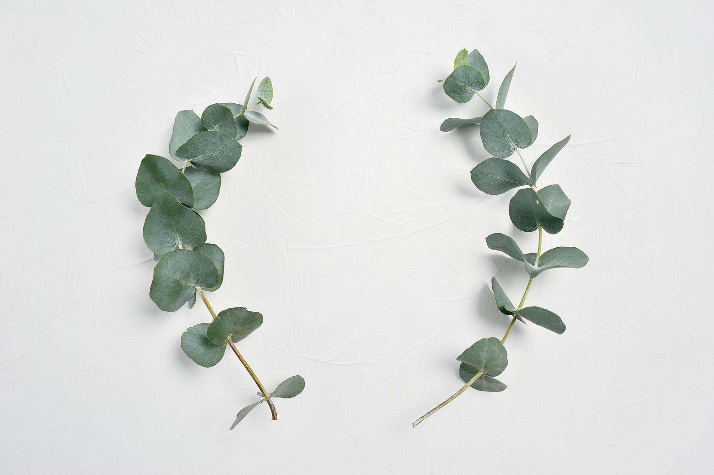 Eukalyptusblätter an Stielen foto