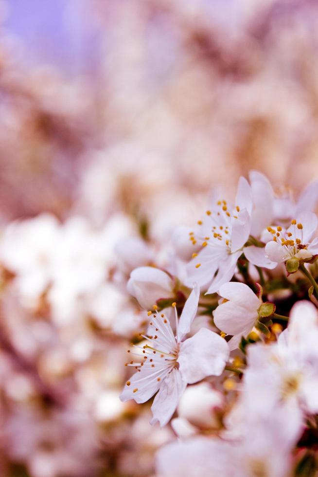 Nahaufnahme von Kirschblüten foto