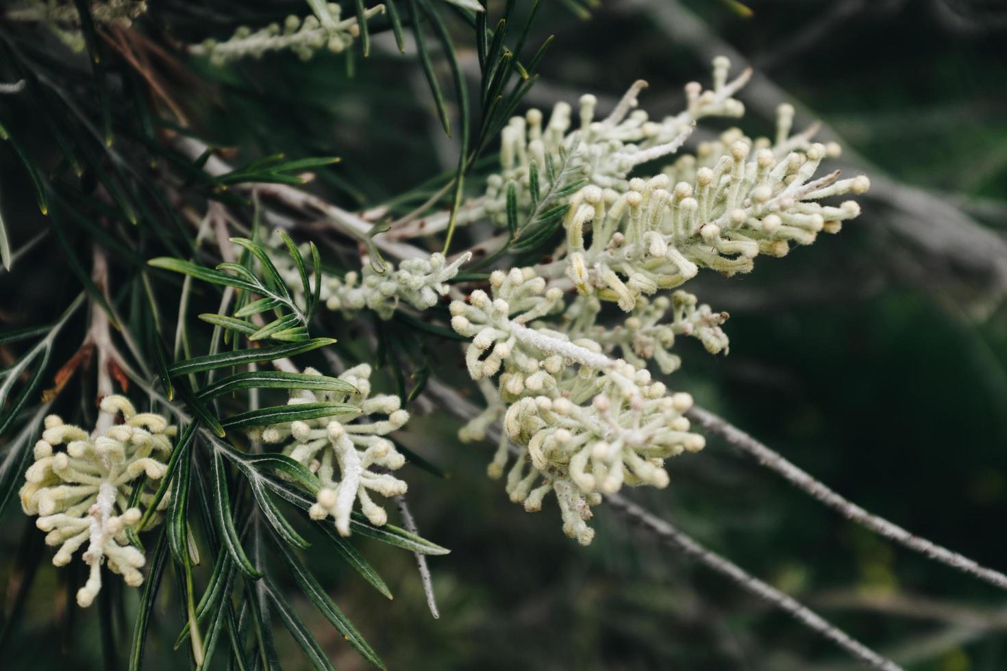 weiße Blütenblüte foto