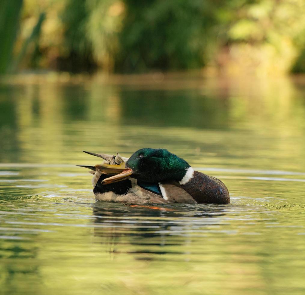 Stockente auf Wasser foto