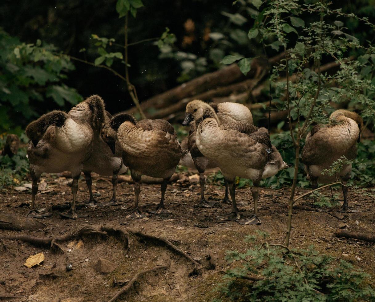 Herde weißer Vögel foto