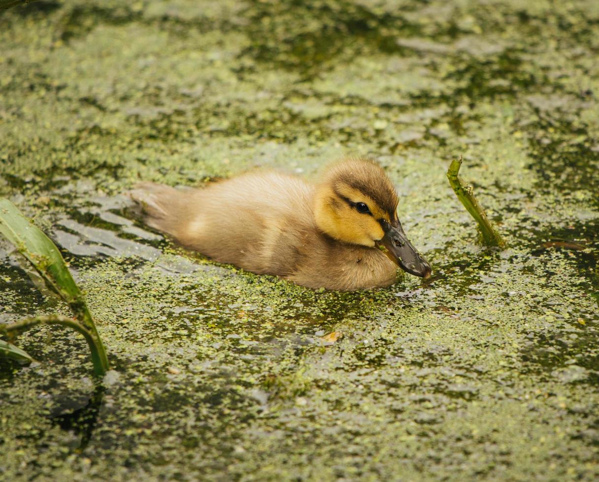 braune Ente auf Wasser foto