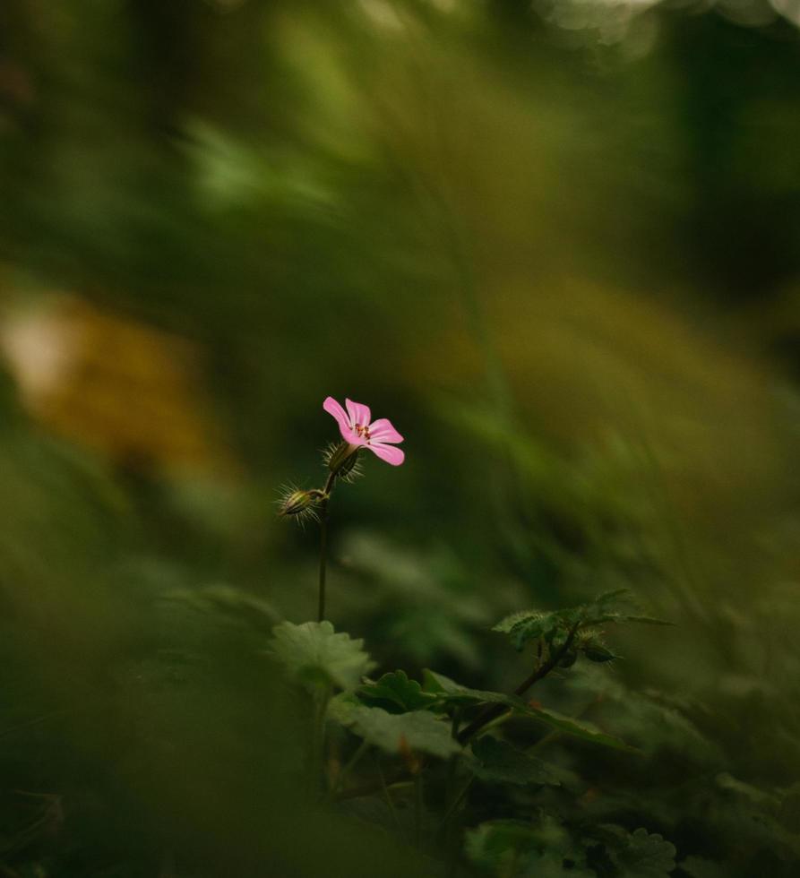 leuchtend rosa Blume foto