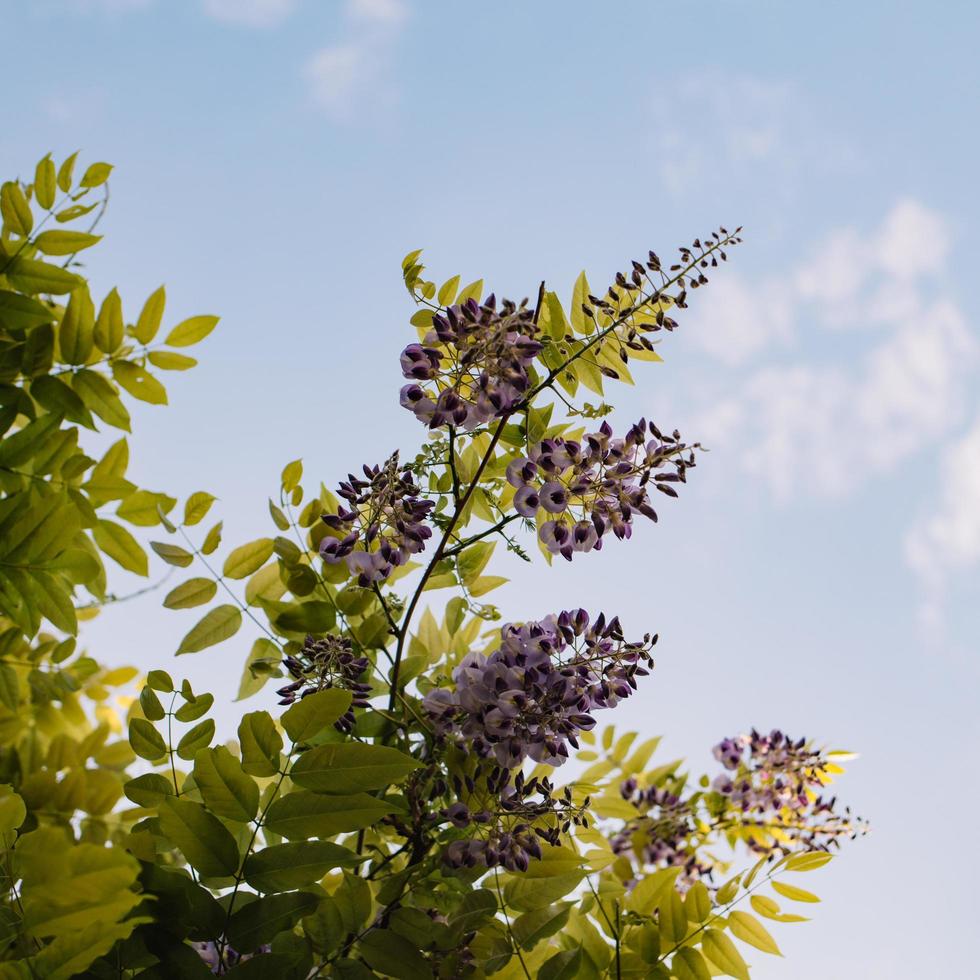 blühender grüner Baum foto