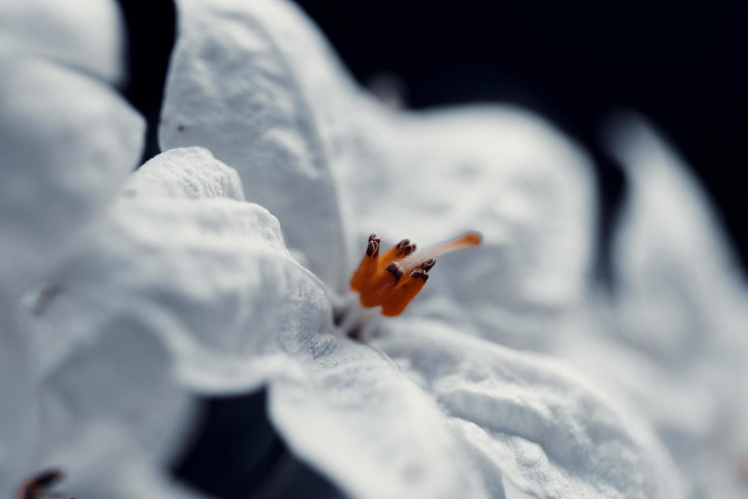 weiße Blume auf schwarzem Hintergrund foto