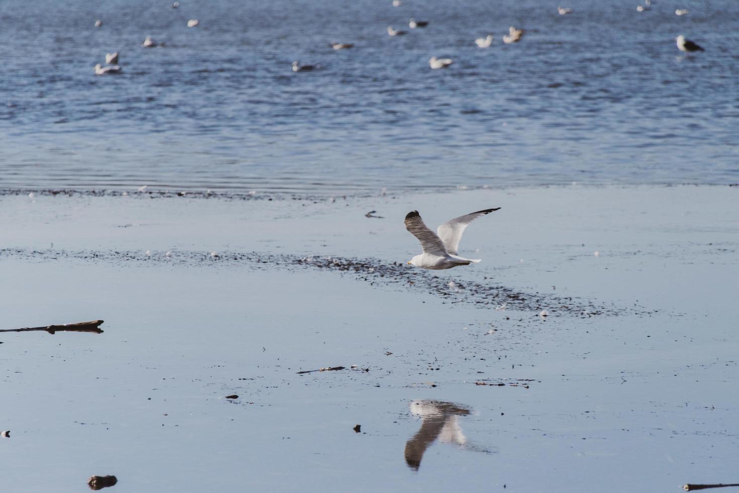 weißer und brauner Vogel, der auf einem Strand fliegt foto