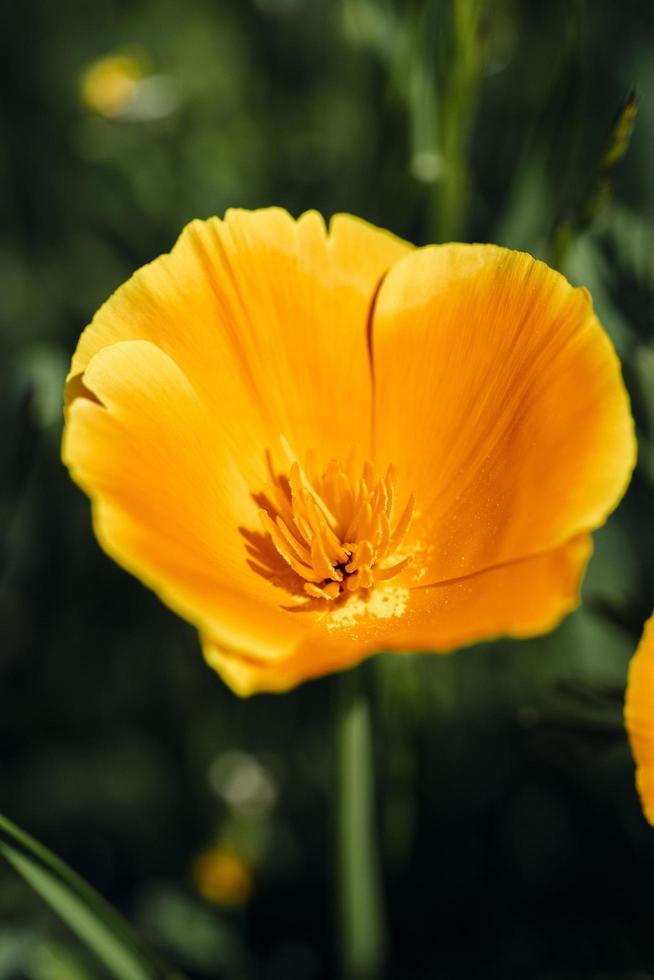 eine einzelne gelbe Blume in der Sonne foto