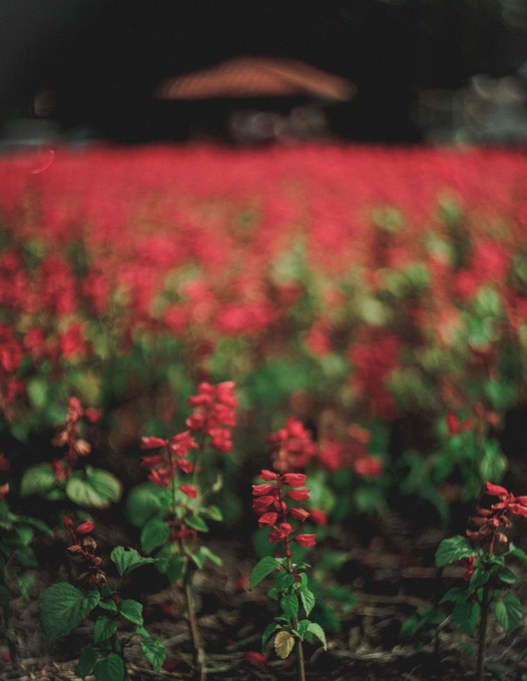 rote Blüten mit grünen Blättern foto