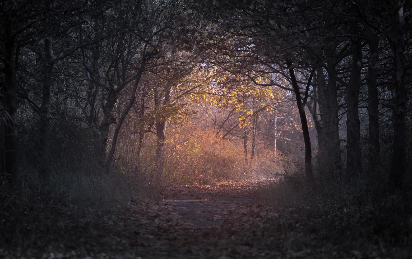 Wald im Morgengrauen foto