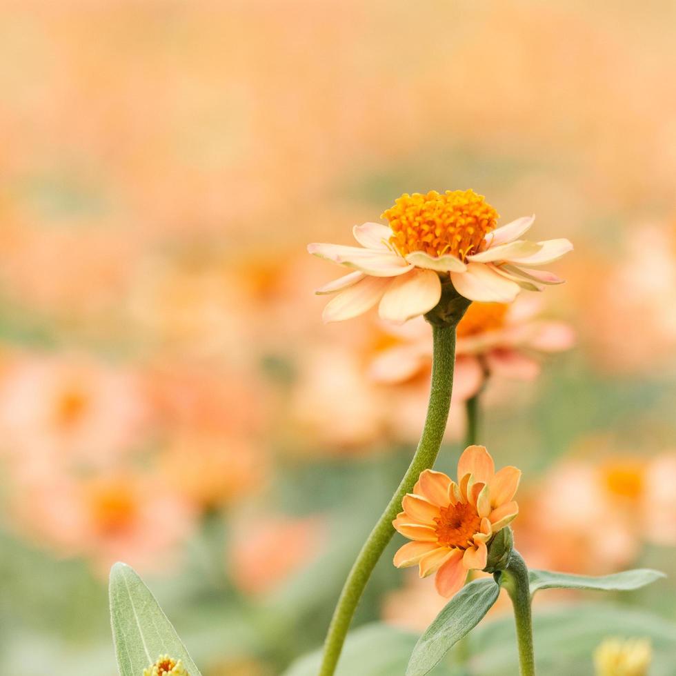 gelbe und orange Blüten foto