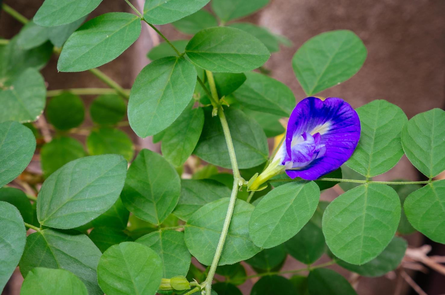 Schmetterlingserbsenblume foto